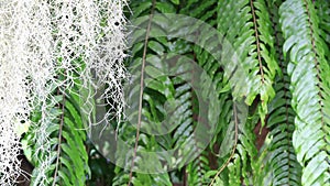 Blowing Spanish moss or Tillandsia usneoides in the wind on blurred green fern leaves background
