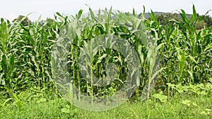 Blowing wind between corn plants