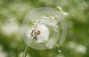 Blowing in the wind photo