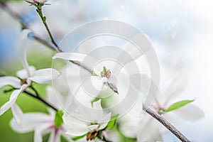 Blown beautiful magnolia flower on a tree with green leaves.