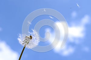Blown dandelion