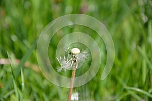 Blown Dandelion and Green Grass
