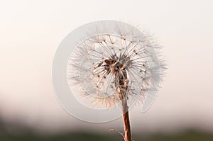 A blown Dandelion