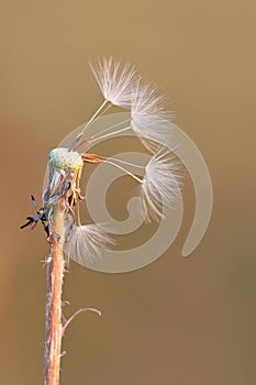 A blown Dandelion