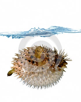 Blown up blowfish