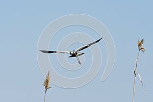 Blsckwinged Plover over the wetlands