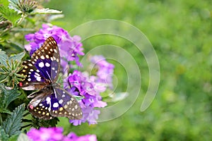 Blu Japanese Emperor Butterfly on Purple Flower Background