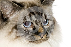 Blu-tabby-point Birman (18 months) photo