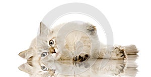 Blu-tabby-point Birman kitten