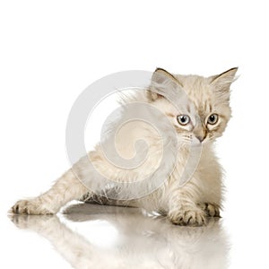 Blu-tabby-point Birman kitten photo