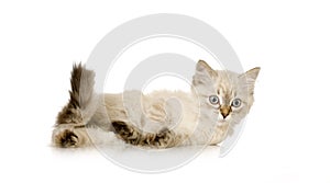 Blu-tabby-point Birman kitten photo