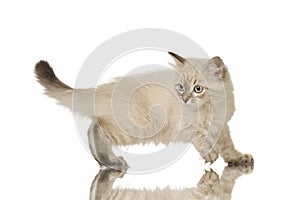 Blu-tabby-point Birman kitten photo