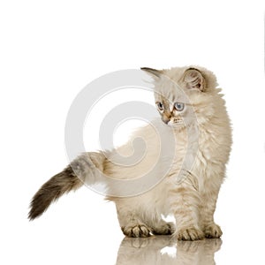 Blu-tabby-point Birman kitten