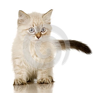 Blu-tabby-point Birman kitten