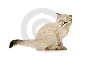 Blu-tabby-point Birman kitten