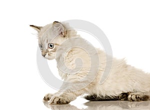 Blu-tabby-point Birman kitten photo