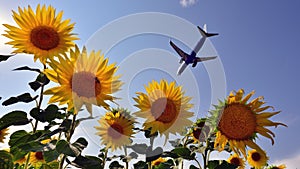 Bluair airplane landing over sunflower fields