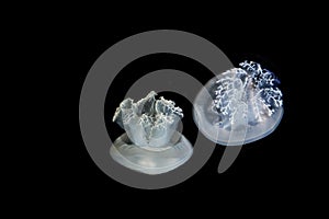 Blubber Jellyfish or Blue Jellyfish, catostylus mosaicus, Adult against Black Background, Australia