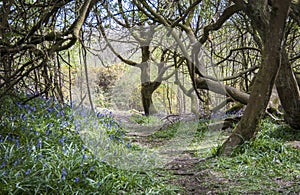 Blubell Woods in Sussex, UK