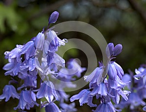 Blubells