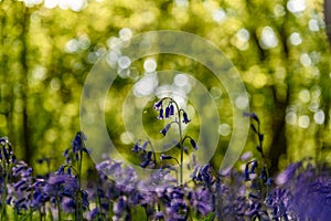 Blubells on the forest floor