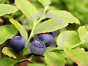 Bluberries