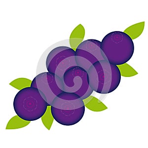 Bluberries on white background
