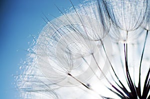 abstract dandelion flower background, closeup with soft focus