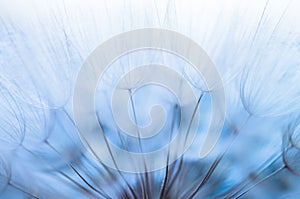 Blue abstract dandelion flower background, closeup with soft focus