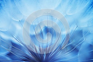 Blue abstract dandelion flower background, closeup with soft focus