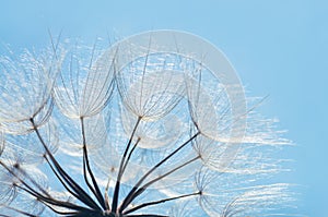 Blue abstract dandelion flower background, closeup with soft focus