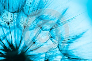 Blue abstract dandelion flower background, closeup with soft focus. Freedom to Wish