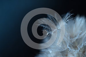 Blue abstract dandelion flower background, extreme closeup with soft focus, beautiful nature details