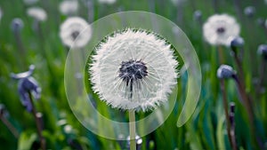 Blue abstract dandelion flower background with soft focus close up