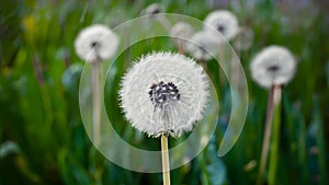 Blue abstract dandelion flower background with soft focus close up