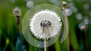 Blue abstract dandelion flower background with soft focus close up