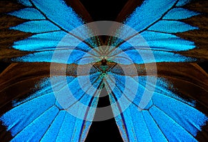 Blue abstract pattern. Wings of the butterfly Ulysses. Closeup