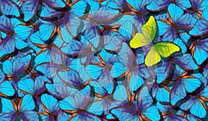 Blue abstract texture background. Butterfly Morpho. Wings of a butterfly Morpho. Flight of bright blue butterflies abstract backgr