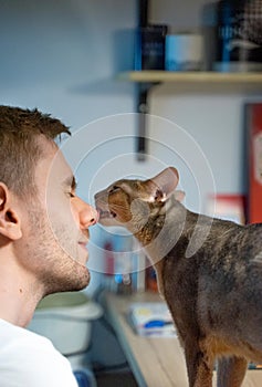 A blue Abyssinian cat licks the nose of a young, blondy hair man, his eyes closed with pleasure. love for pets. Happy cat