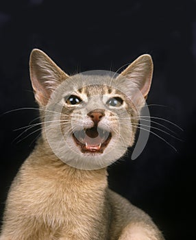 Blue Abyssinian Domestic Cat, Kitten Miaowing