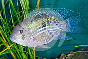 Blue acara Andinoacara pulcher in a aquarium