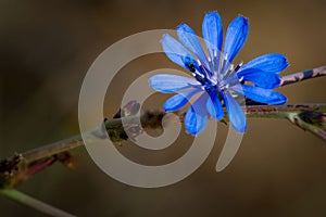 Blue Achicoria flower on a branch