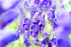 Blue aconitum flower in the garden