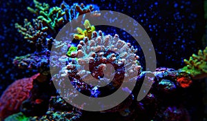 Blue acropora sps coral in aquarium