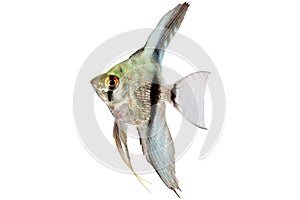 Blue adolescent silver angelfish pterophyllum scalare aquarium fish isolated on white