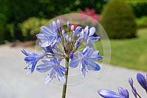 Blue African Agapanthus flower in the garden.