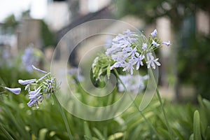 Blue African Lily, Agapanthus Africanus.