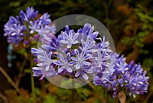 Blue African Lily (Agapanthus Africanus) photo