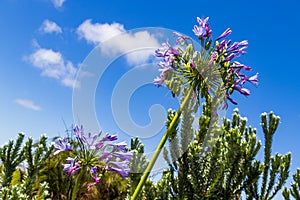 Blue African Lily Agapanthus praecox flowers blue sky background, Kirstenbosch.