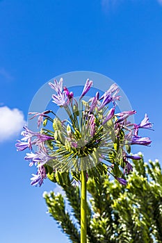 Blue African Lily Agapanthus praecox flowers blue sky background, Kirstenbosch.